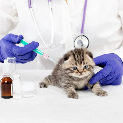 واکسن-گربه
