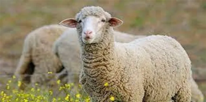 آموزش-پرورش-گوسفند-به-صورت-تخصصی