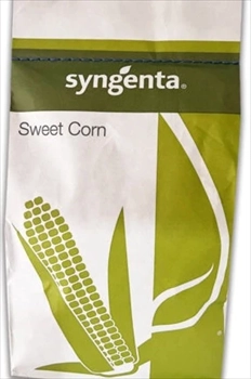 بذر ذرت کوپر محصول شرکت سینجنتا سوییس