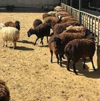 آموزش پرورش گوسفند 