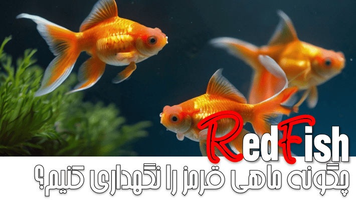 چگونه ماهی قرمز را نگهداری کنیم؟ (1403)