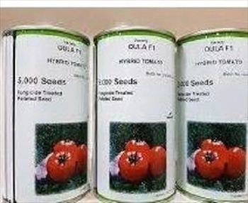 فروش بذر گوجه فرنگی الیت 
