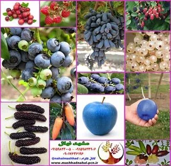 فروش ارقام مختلف نهال های میوه و انگور خارجی و ایرانی 
