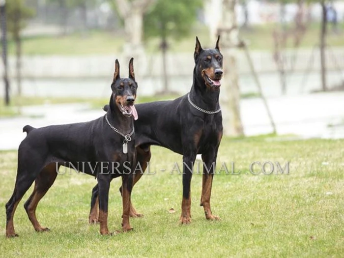 (2025)-100dog-breeds-in-iran-tehran