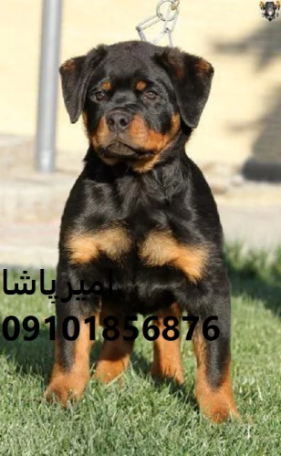 فروش-روتوایلرِ-عملیاتی-—-اصیل-(اروپایی/آمریکایی