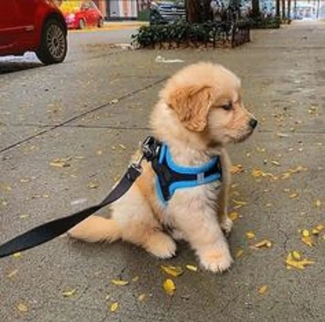 فروش-توله-سگ-golden-retriever-دارچینی