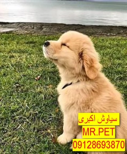 سگ-گلدن-رتریور-دارچینی-پوزهکوتاه-نژاد-نادر-و-چ