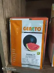 فروش-بذر-هندوانه-هیبرید-پاسکال
