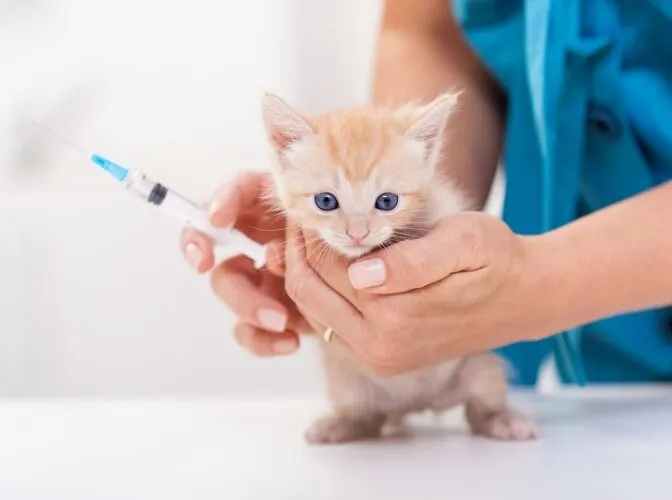 واکسیناسیون-گربه