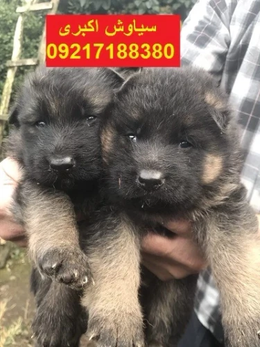 آموزش-سگ-ژرمن-شپرد-ورک-لاین