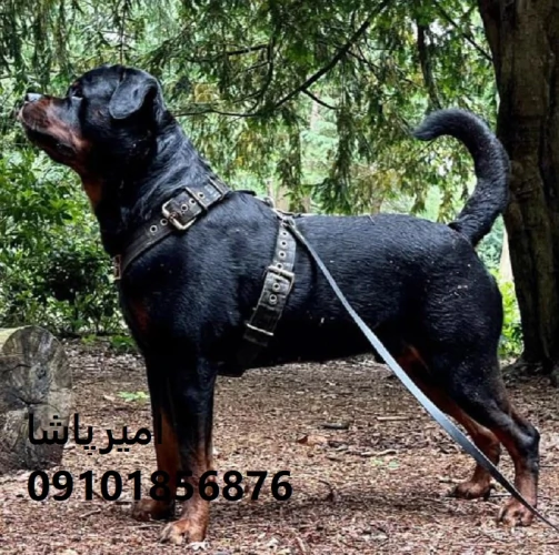 روتوایلرِ-قوی-برای-امنیت-آرام-برای-خانواده