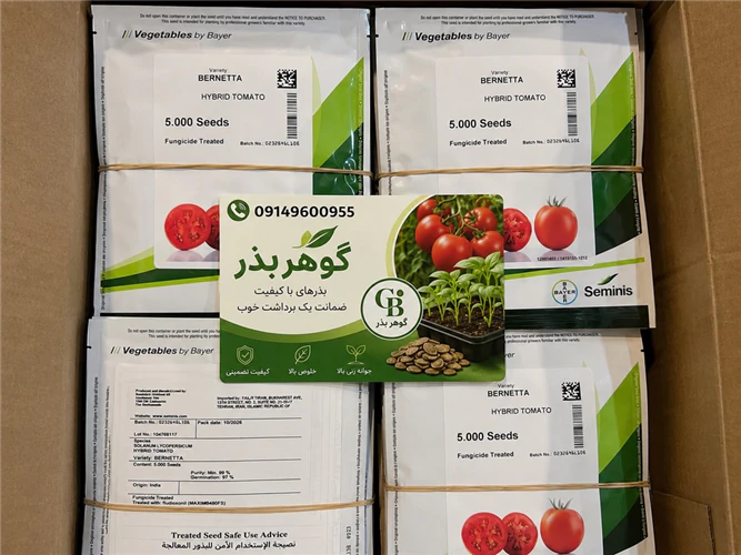 بذر-گوجه-فرنگی-برنتا