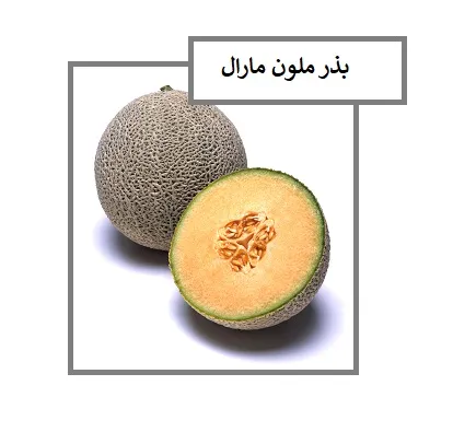 فروش-بذر-ملون-هیبرید-مارال--درجه1