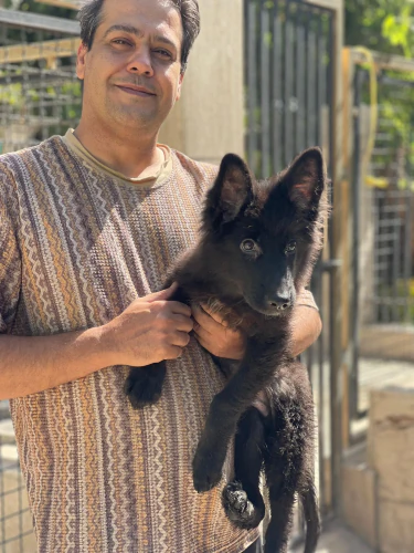 مرکز-تخصصی-سگ-فروش#-سگ-ژرمن-شپرد