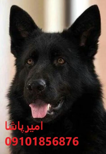 توله-ژرمن-شپردِ-هم-گاردِ-خونه-هم-دوستِ-بچه‌ها