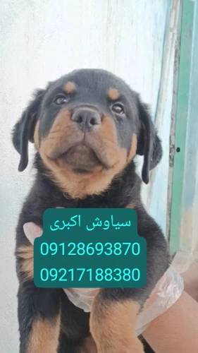 فروش-سگ-روتوایلر-اروپایی-پوزه-دلقکی-ارزان