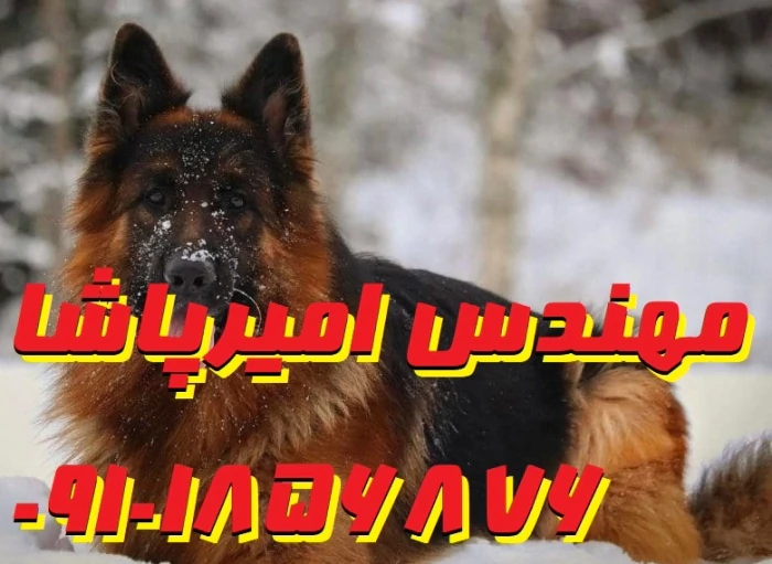 فروش-سگ-ژرمن-شیپرد-اصیل-در-مجموعه-امیرپاشا