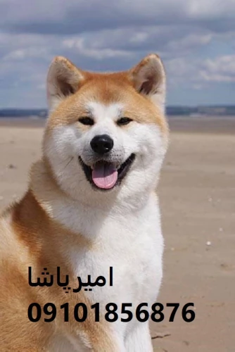 آکیتای-ژاپنی-اصیل-—-با-شخصیت-شاهانه-در-محمدشهر