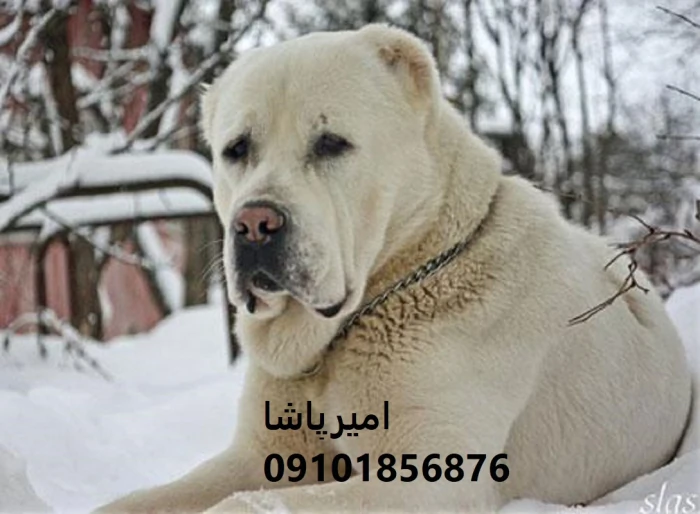 توله-آلابای-روسِ-—-غولی-با-قلب-مهربون-