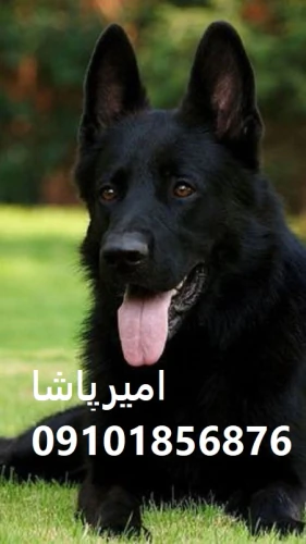 فروش-ژرمن-شپردِ-عملیاتی-اصیل-(ورک-لاین/موبلند)