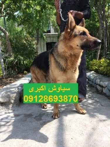 خرید-سگ-german-shepherd-work-line