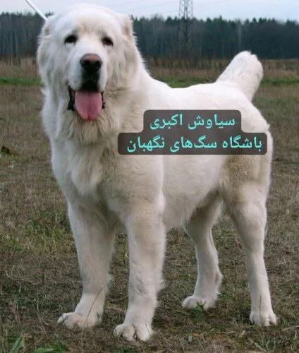 فروش-سگ-آلابای-ترکمن-اصیل-و-بالغ