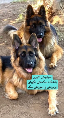 قیمت-سگ-ژرمن-شپرد-فروش-ژرمن-نگهبان-نژاد-دار