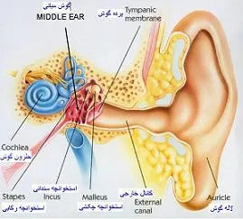 مولاژ-گوش-پزشکی