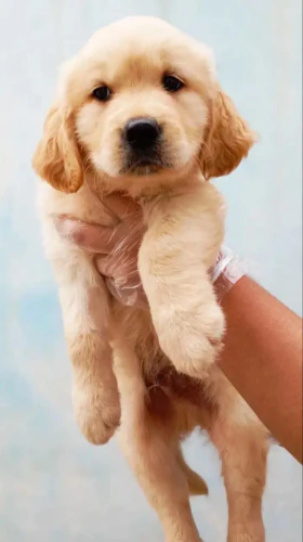 فروش-سگ-گلدن-رتریور-اصیل--همراهی-وفادار-برای-ش