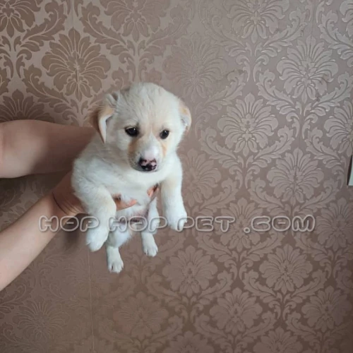 10-نژاد-سگ-تریر-دو-ماهه-(2026)