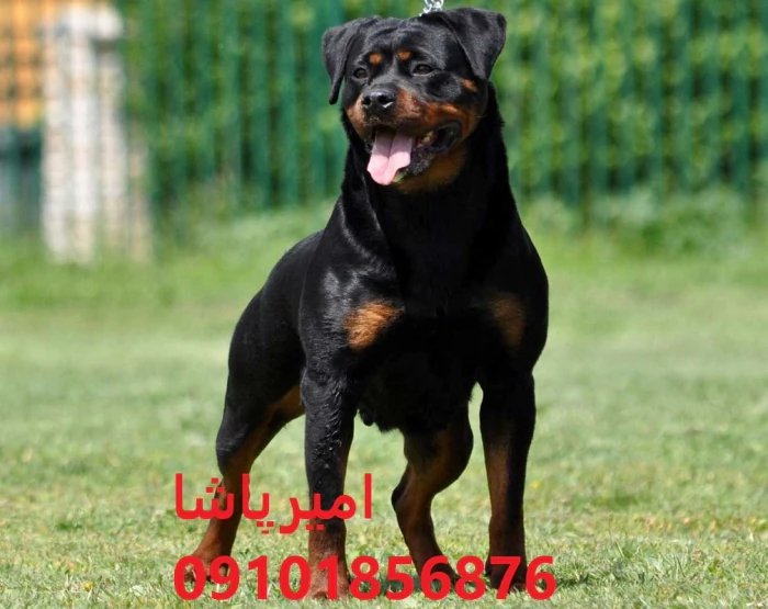 روتوایلرِ-اروپایی-+-آمریکایی