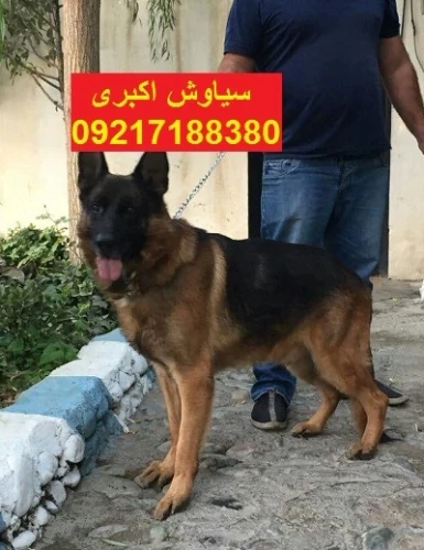 فروش-سگ-ژرمن-شپرد-ورک-لاین