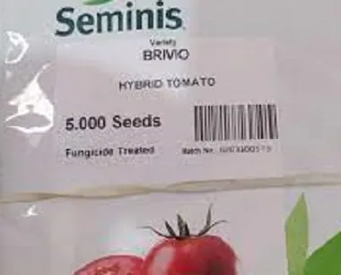 بذر-گوجه-فرنگی-بریویو-سمینیس-بذر-گوجه-brivio