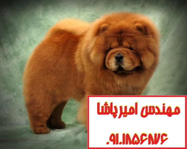 فروش-سگ-چاوچاو-اصیل-در-مجموعه-امیرپاشا-محمدشهر