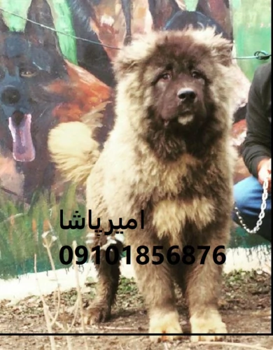 عرضه-و-فروش-رسمی-سگ-نژاد-قفقازی-—-اصیل-واکسینه