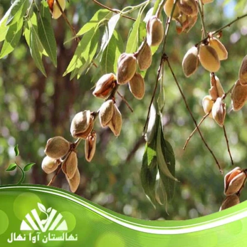 نهال-بادام-اقتصادی-با-رشد-سریع-و-سوددهی-بالا
