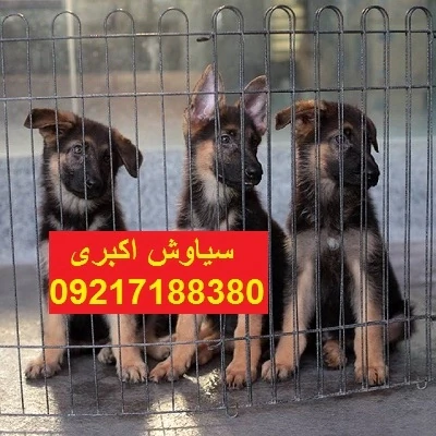 مرکز-پرورش-سگ-ژرمن-شپرد-ورک-لاین