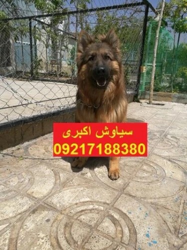 قیمت-فروش-سگ-ژرمن-شپرد-ورک-لاین