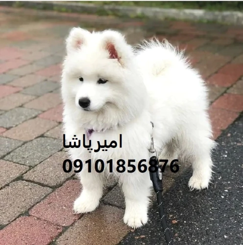 توله-سگ-ساموییدِ-سفیدِ-لبخند-در-محمدشهر
