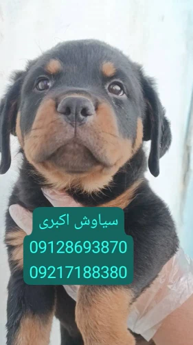 فروش-سگ-روتوایلر-اروپایی-پوزه-دلقکی