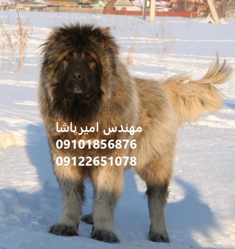 فروش-توله-سگ-قفقازی-در-مجموعه-امیرپاشا-محمدشهر