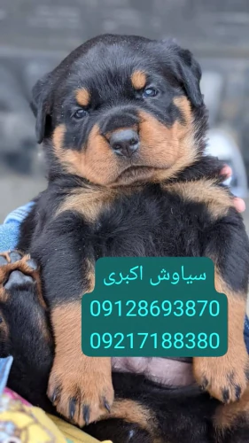 قیمت-فروش-سگ-روتوایلر-اروپایی-پوزه-دلقکی