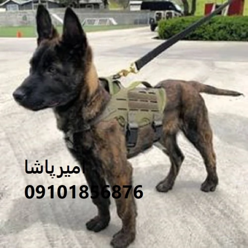 توله-مالینویزِ-هوشِ-عملیاتی-وفاداریِ-بی‌قید