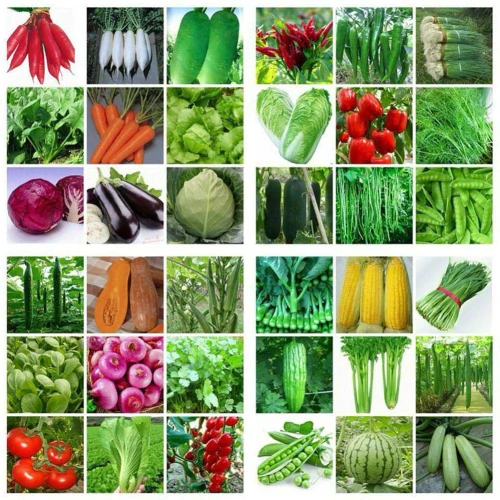 فروش-بذر-سبزیجات-با-کیفیت-و-قیمت-عالی