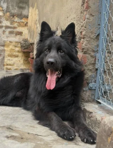 ژرمن-بلک-شولاین-وارداتی