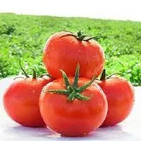 فروش-بذر-گوجه-40014-me