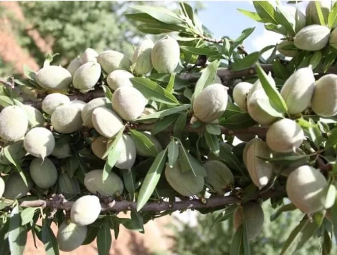 فروش-عمده-نهال-بادام-آذر-مستقیم-از-نهالستان