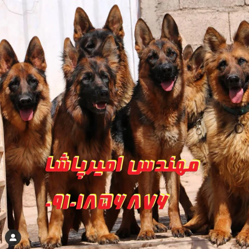 فروش-توله-سگ-ژرمن-شپرد-اصیل--مجموعه-امیرپاشا
