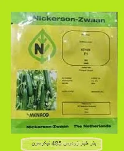 توزیع-بذر-خیار-485ز-نیکرسون
