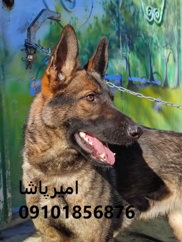 فروش-ژرمن-شپردِ-هم-گاردِ-وفادار-در-محمدشهر